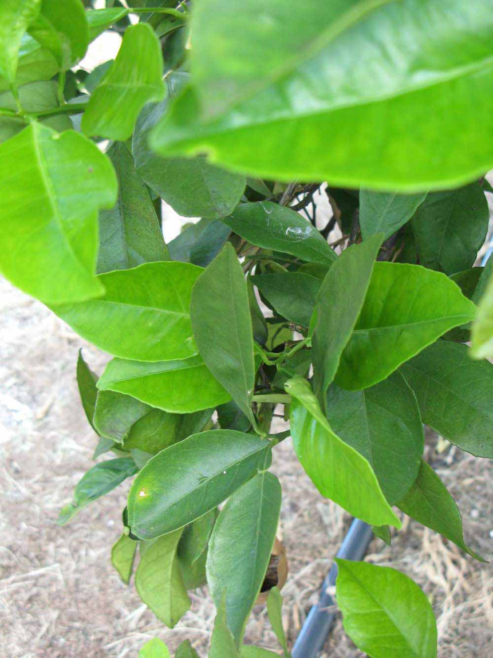              Sun leaves (Winter Haven, FL)       